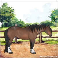 Horse Color:Brown Tobiano 