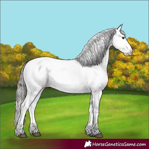 Horse Color:White Spotted Liver Red Dun Mushroom Splash Appaloosa 