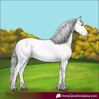 Horse Color:White Spotted Liver Red Dun Mushroom Splash Appaloosa 