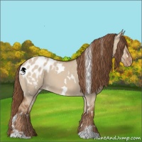 Horse Color:White Spotted Red Dun Appaloosa 