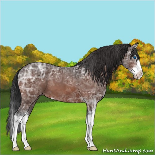 Horse Color:Brown Ice Sabino Splash 