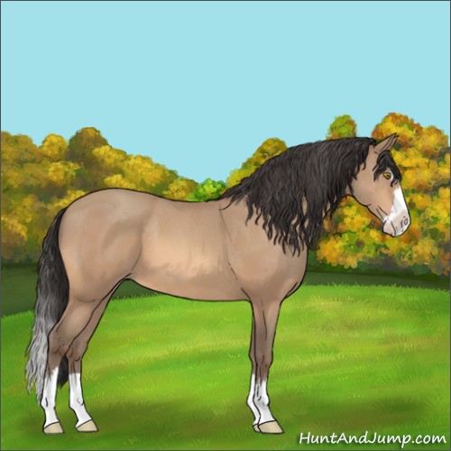 Horse Color:Amber Champagne Sabino Splash 