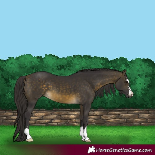 Horse Color:Buckskin 