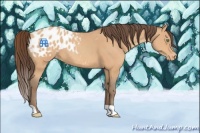 Horse Color:Amber Champagne Appaloosa