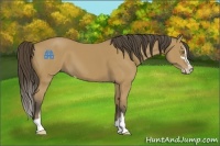 Horse Color:Buckskin Sabino 