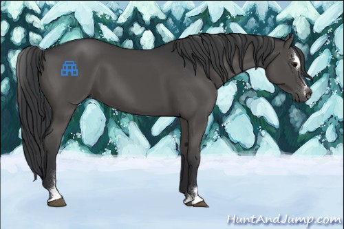 Horse Color:Black Sabino 