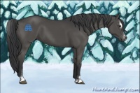 Horse Color:Black Sabino 