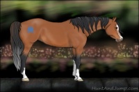 Horse Color:Bay Sabino 