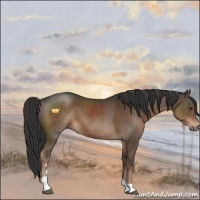 Horse Color:Liver Chestnut Sabino 