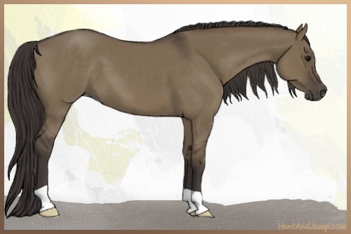 Horse Color:Smoky Grullo 