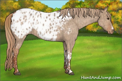 Horse Color:Red Dun Appaloosa  and Red Dun Appaloosa 