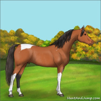 Horse Color:Bay Tobiano Rabicano