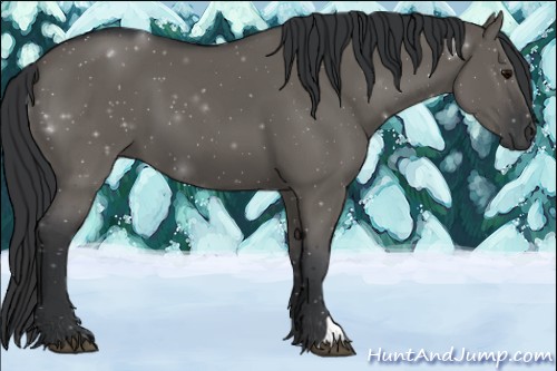 Horse Color:Grullo