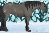 Horse Color:Grullo