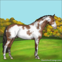 Horse Color:Bay Frame Rabicano 