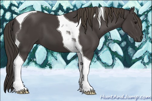 Horse Color:Smoky Black Tobiano 