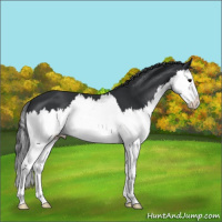 Horse Color:Black Splash 