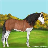 Horse Color:Bay Splash Rabicano