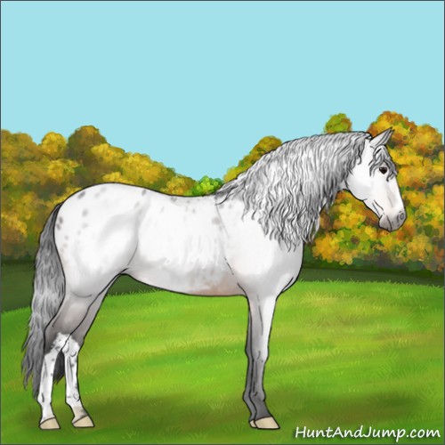 Horse Color:Gray Brown Appaloosa 