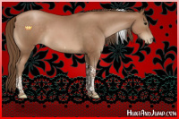Horse Color:Brown Pearl Tobiano