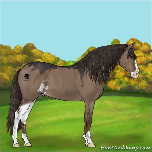 Horse Color:Liver Red Dun Sabino 