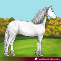 Horse Color:White Spotted Red Dun Chinchilla Frame 
