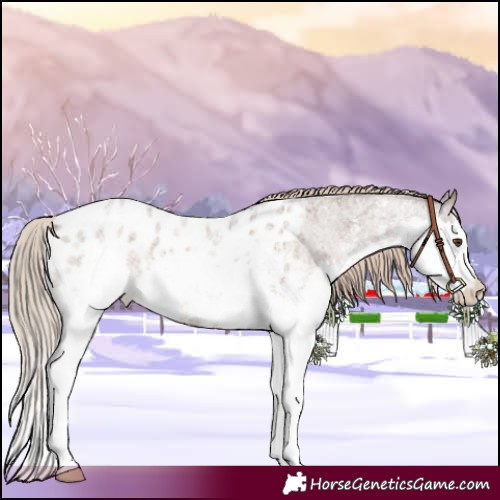 Horse Color:Liver Red Roan Sabino Splash Appaloosa Rabicano 