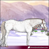 Horse Color:Liver Red Roan Sabino Splash Appaloosa Rabicano