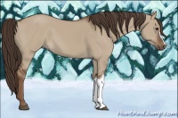 Horse Color:Liver Red Dun 