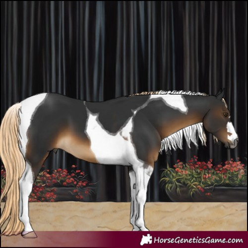 Horse Color:Gray Chocolate Palomino Tobiano