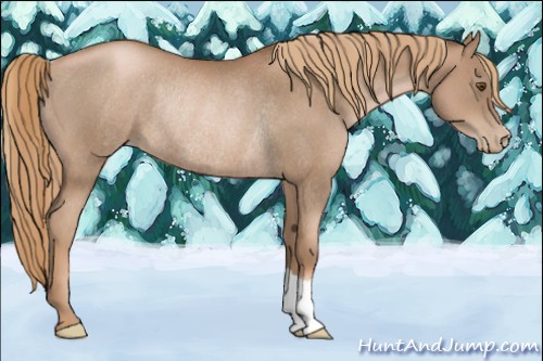 Horse Color:Liver Chestnut Pearl Rabicano 