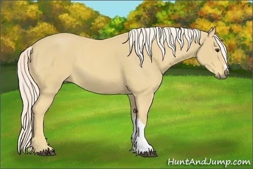 Horse Color:Palomino