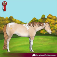 Horse Color:Buckskin Pearl Tobiano 