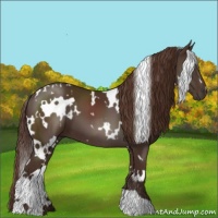 Horse Color:White Spotted Liver Chestnut 