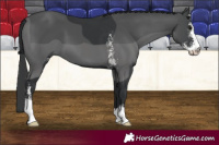 Horse Color:Black Sabino 