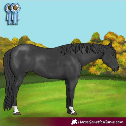Horse Color:Black 