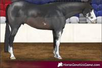 Horse Color:Brown Sabino