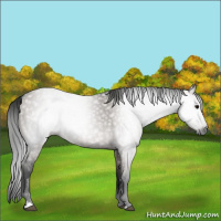 Horse Color:Gray Grullo 