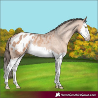 Horse Color:Amber Champagne Splash Appaloosa 
