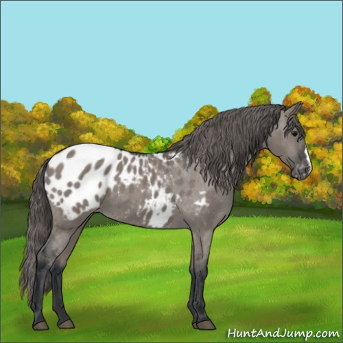 Horse Color:Grullo Appaloosa 