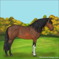 Horse Color:Bay 