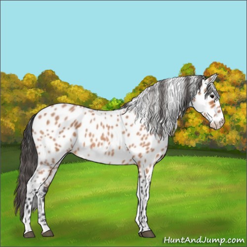 Horse Color:Bay Roan Appaloosa