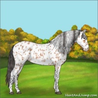 Horse Color:Bay Roan Leopard