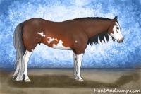 Horse Color:Bay Splash Frame