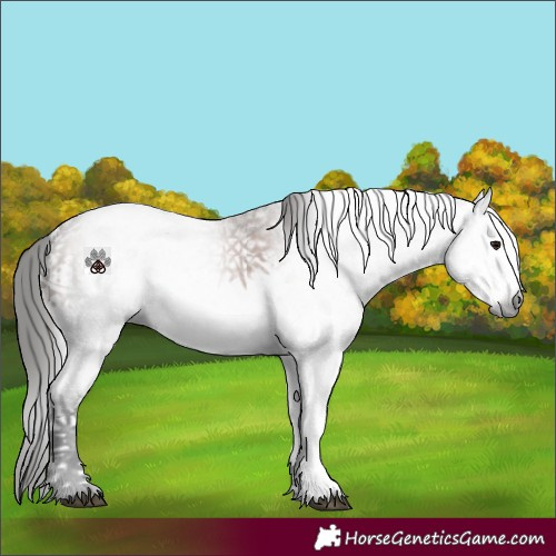 Horse Color:Gray White Spotted Bay