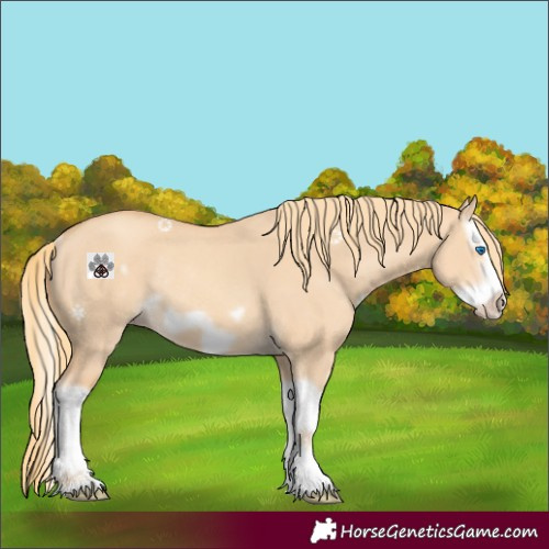 Horse Color:Gold Champagne Dun Splash Frame Rabicano