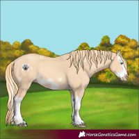 Horse Color:Gold Champagne Dun Splash Frame Rabicano