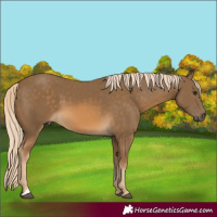 Horse Color:Chocolate Palomino 
