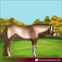 Horse Color:Red Onyx 