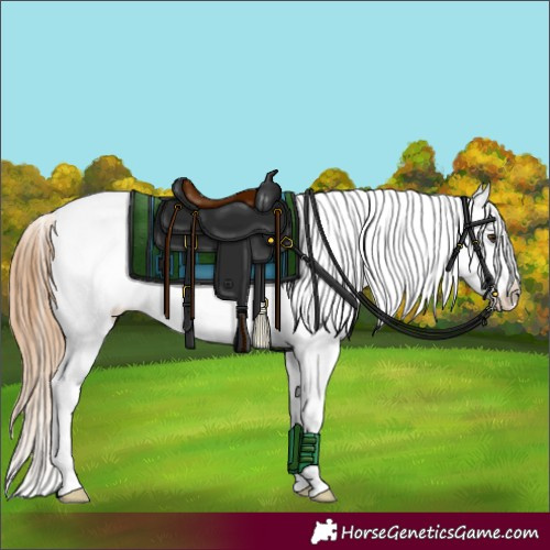 Horse Color:Red Onyx Pearl Appaloosa 